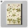 アートパネル-Bellis Perennis
 - マリア ジビーラ メーリアン Canvas.
