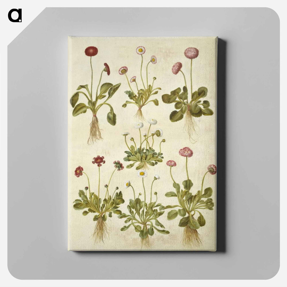 アートパネル-Bellis Perennis
 - マリア ジビーラ メーリアン Canvas.