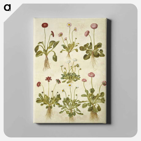 アートパネル-Bellis Perennis
 - マリア ジビーラ メーリアン Canvas.