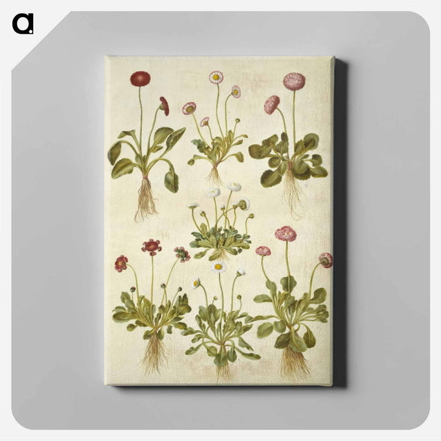 アートパネル-Bellis Perennis
 - マリア ジビーラ メーリアン Canvas.
