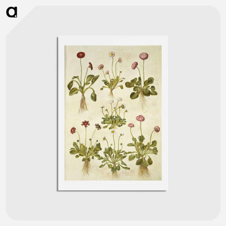 アートポストカード-Bellis Perennis
 - マリア ジビーラ メーリアン Postcard.