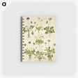 2-40_Maria-Sibylla-Merian_memo