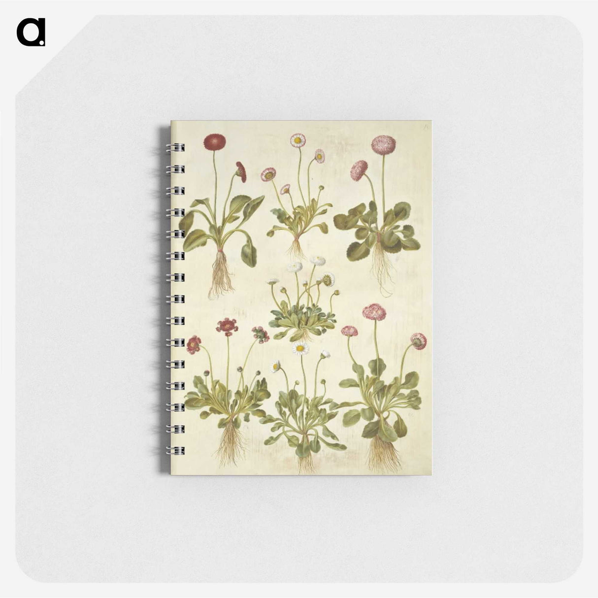 2-40_Maria-Sibylla-Merian_memo
