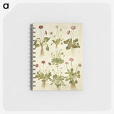 2-40_Maria-Sibylla-Merian_memo
