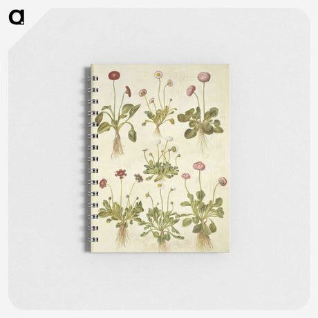 2-40_Maria-Sibylla-Merian_memo