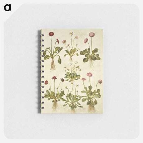 アートメモ帳-Bellis Perennis
 - マリア ジビーラ メーリアン Memo.