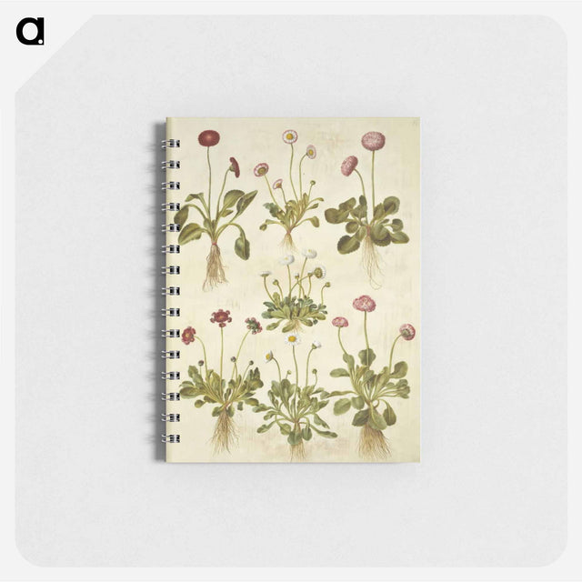 アートメモ帳-Bellis Perennis
 - マリア ジビーラ メーリアン Memo.