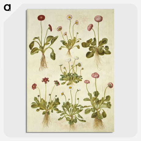2-40_Maria-Sibylla-Merian_picture-crop