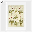 2-40_Maria-Sibylla-Merian_picture