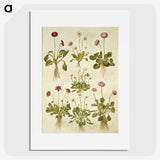2-40_Maria-Sibylla-Merian_picture
