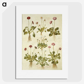 2-40_Maria-Sibylla-Merian_picture