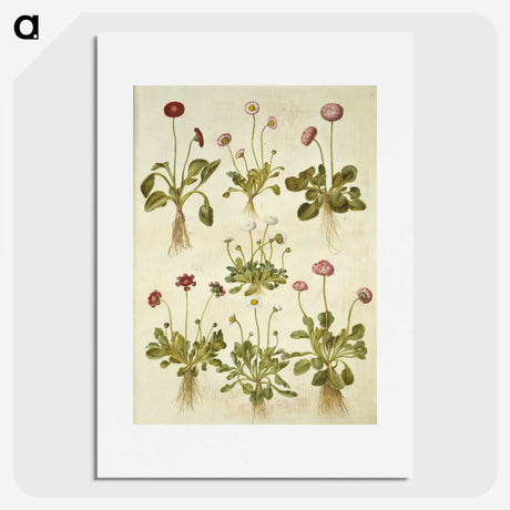 2-40_Maria-Sibylla-Merian_picture