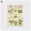 2-40_Maria-Sibylla-Merian_postcard