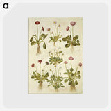 アートポストカード-Bellis Perennis
 - マリア ジビーラ メーリアン Postcard.