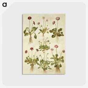 2-40_Maria-Sibylla-Merian_postcard