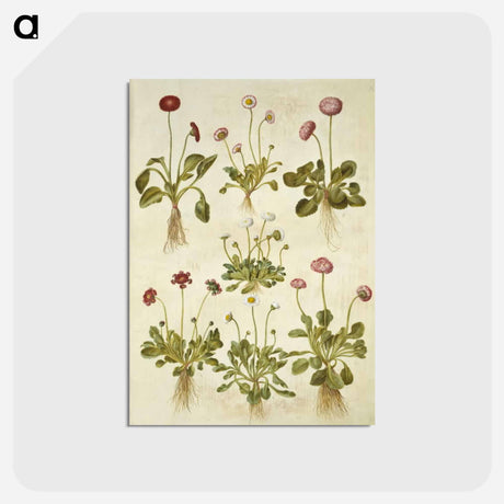 アートポストカード-Bellis Perennis
 - マリア ジビーラ メーリアン Postcard.