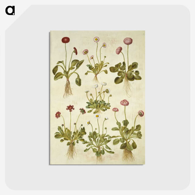 2-40_Maria-Sibylla-Merian_postcard