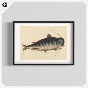 アートポスター-The Cat Fish
 - マーク ケイツビー Poster.