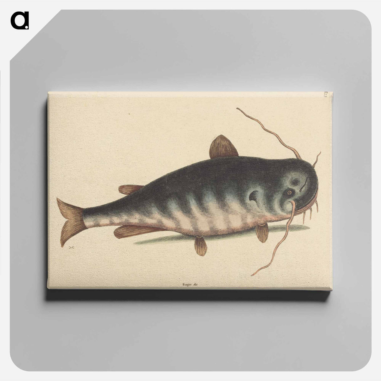 アートパネル-The Cat Fish
 - マーク ケイツビー Canvas.