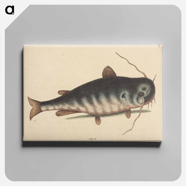 アートパネル-The Cat Fish
 - マーク ケイツビー Canvas.