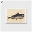 アートポストカード-The Cat Fish
 - マーク ケイツビー Postcard.
