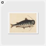 アートポストカード-The Cat Fish
 - マーク ケイツビー Postcard.