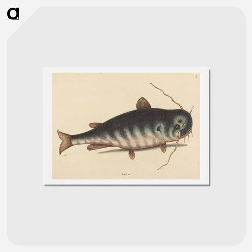 The Cat Fish
 - Mark Catesby Postcard.