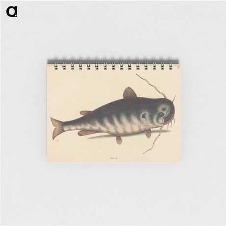 アートメモ帳-The Cat Fish
 - マーク ケイツビー Memo.