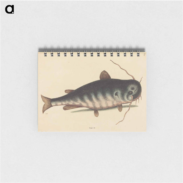 アートメモ帳-The Cat Fish
 - マーク ケイツビー Memo.