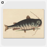 2-40_Mark-Catesby_picture-crop