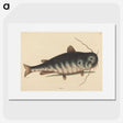 2-40_Mark-Catesby_picture