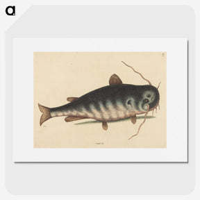 2-40_Mark-Catesby_picture