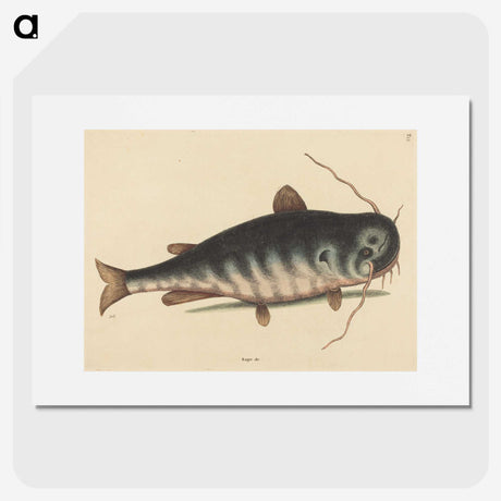 2-40_Mark-Catesby_picture
