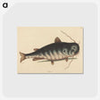 2-40_Mark-Catesby_postcard