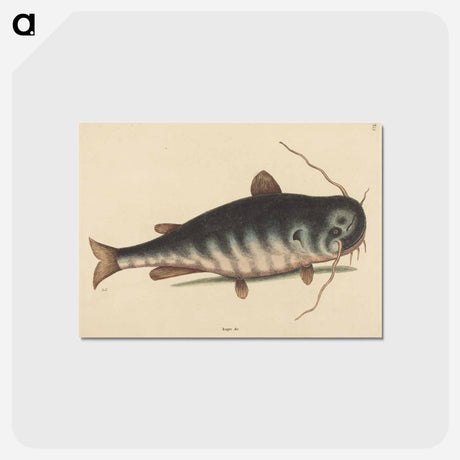 アートポストカード-The Cat Fish
 - マーク ケイツビー Postcard.
