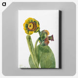 2-40_Mary-Vaux-Walcott_canvas