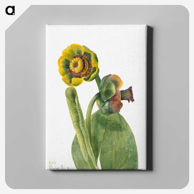 2-40_Mary-Vaux-Walcott_canvas