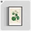アートポスター-Cartagena Bark (Cinchona Cordifolia)
 - 薬用植物学 Poster.
