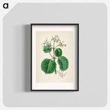 アートポスター-Cartagena Bark (Cinchona Cordifolia)
 - 薬用植物学 Poster.