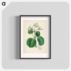 アートポスター-Cartagena Bark (Cinchona Cordifolia)
 - 薬用植物学 Poster.