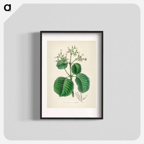 アートポスター-Cartagena Bark (Cinchona Cordifolia)
 - 薬用植物学 Poster.