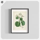 2-40_Medical-Botany_blk