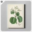 2-40_Medical-Botany_canvas