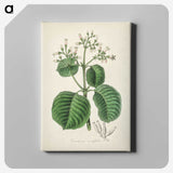2-40_Medical-Botany_canvas