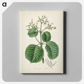 2-40_Medical-Botany_canvas