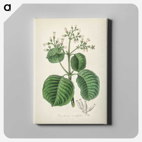 2-40_Medical-Botany_canvas