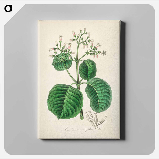 アートパネル-Cartagena Bark (Cinchona Cordifolia)
 - 薬用植物学 Canvas.