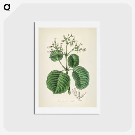 2-40_Medical-Botany_hagaki