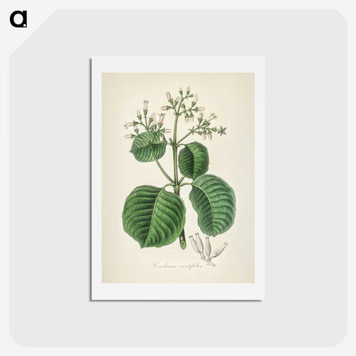 カルタヘナの樹皮（キナノキ） - 薬用植物学 Postcard.