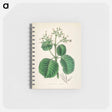 アートメモ帳-Cartagena Bark (Cinchona Cordifolia)
 - 薬用植物学 Memo.